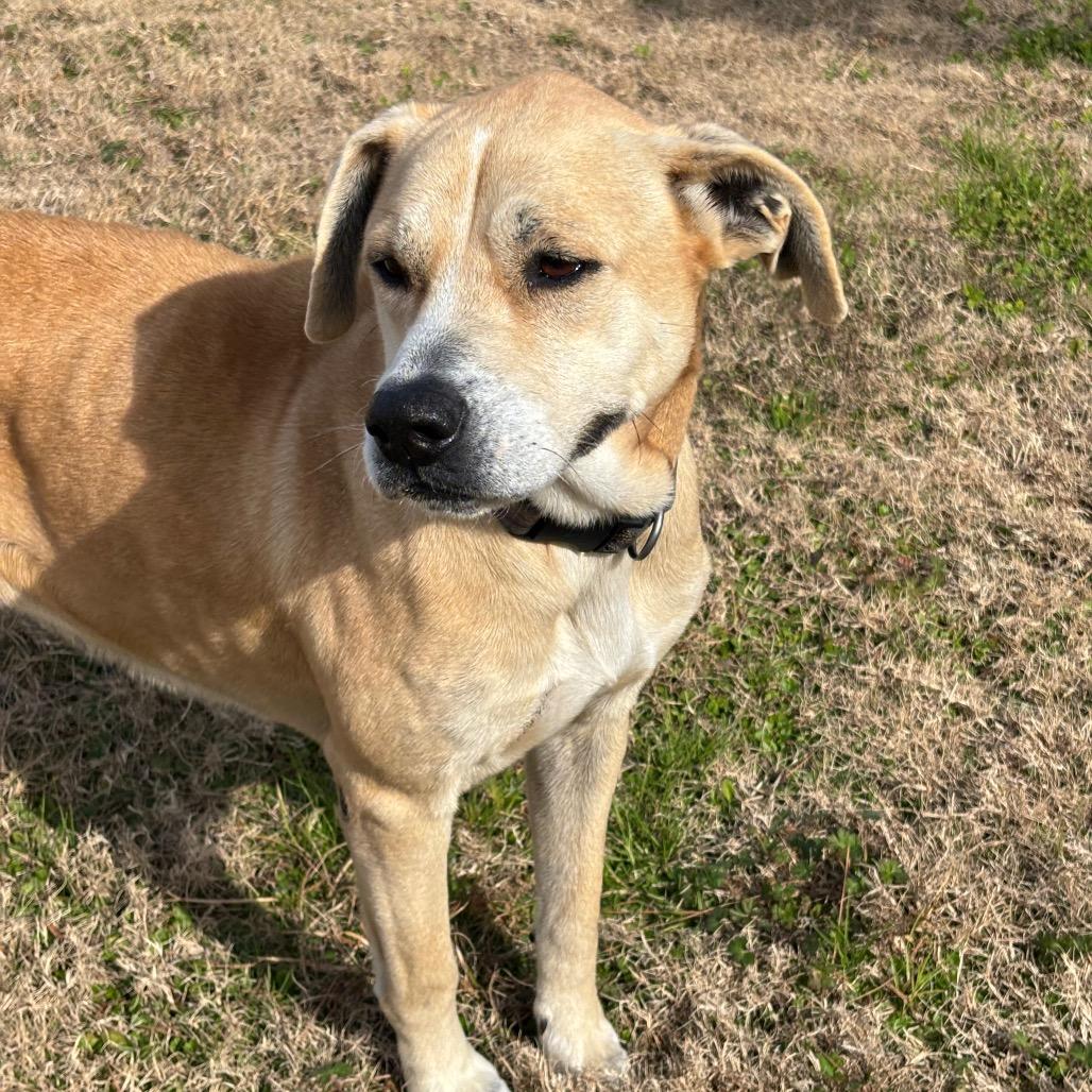 Enlarge Beige, a Adoptable mixed breed in League City, TX image 6/6