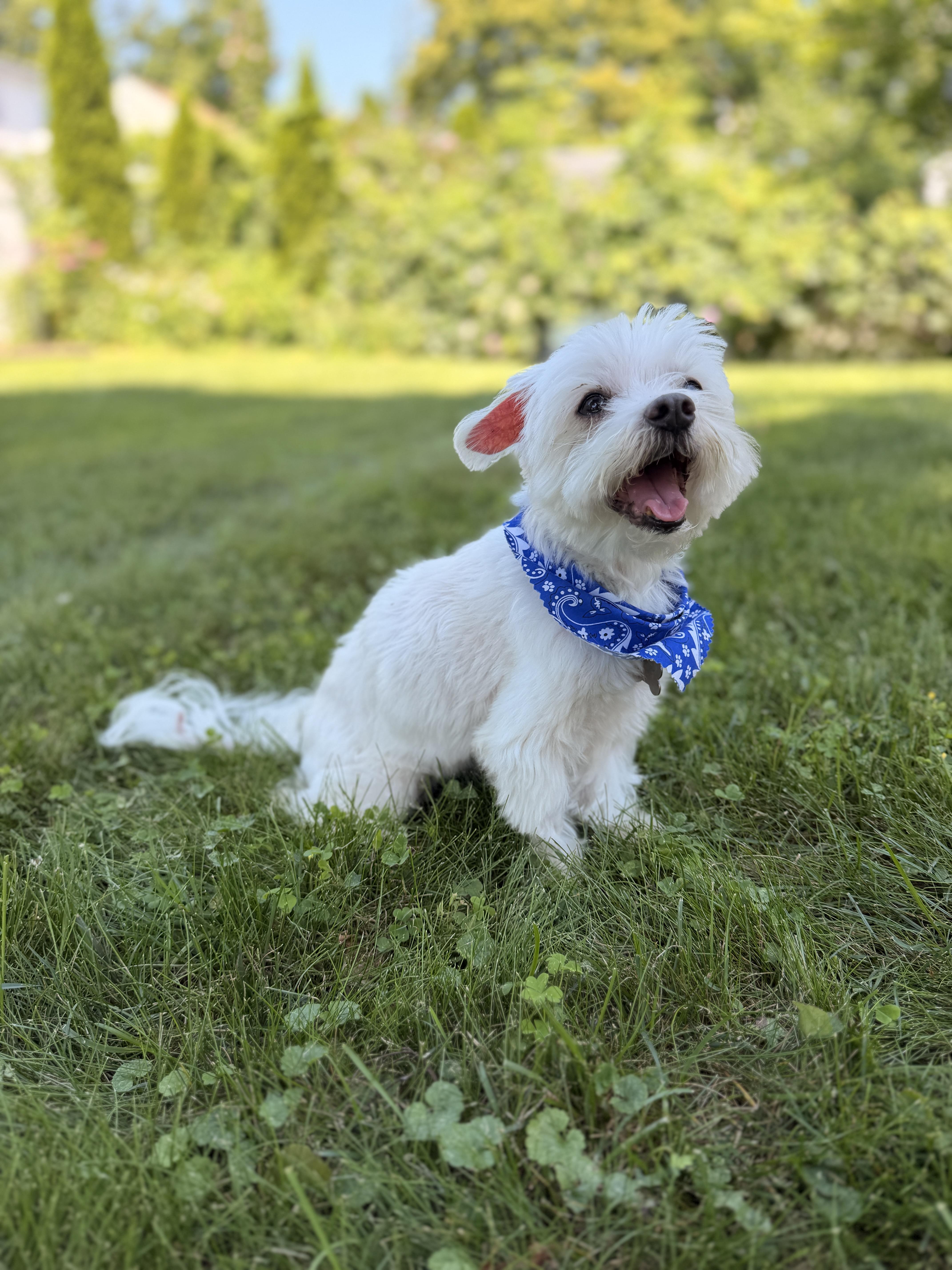 Vaughan, a ADOPTABLE Maltese in Thornwood, NY image 5/5