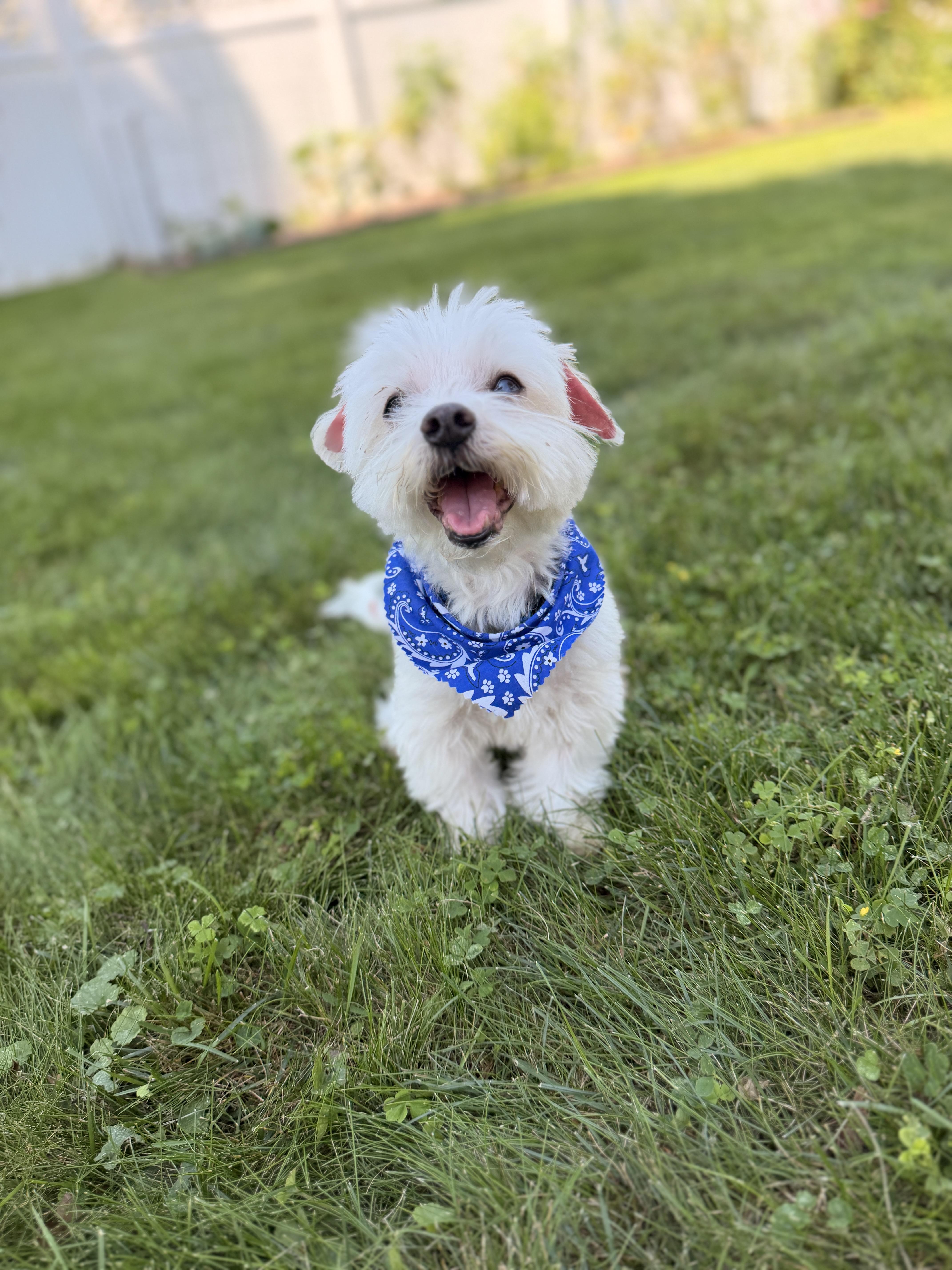 Vaughan, ADOPTABLE, Adult Male Maltese.