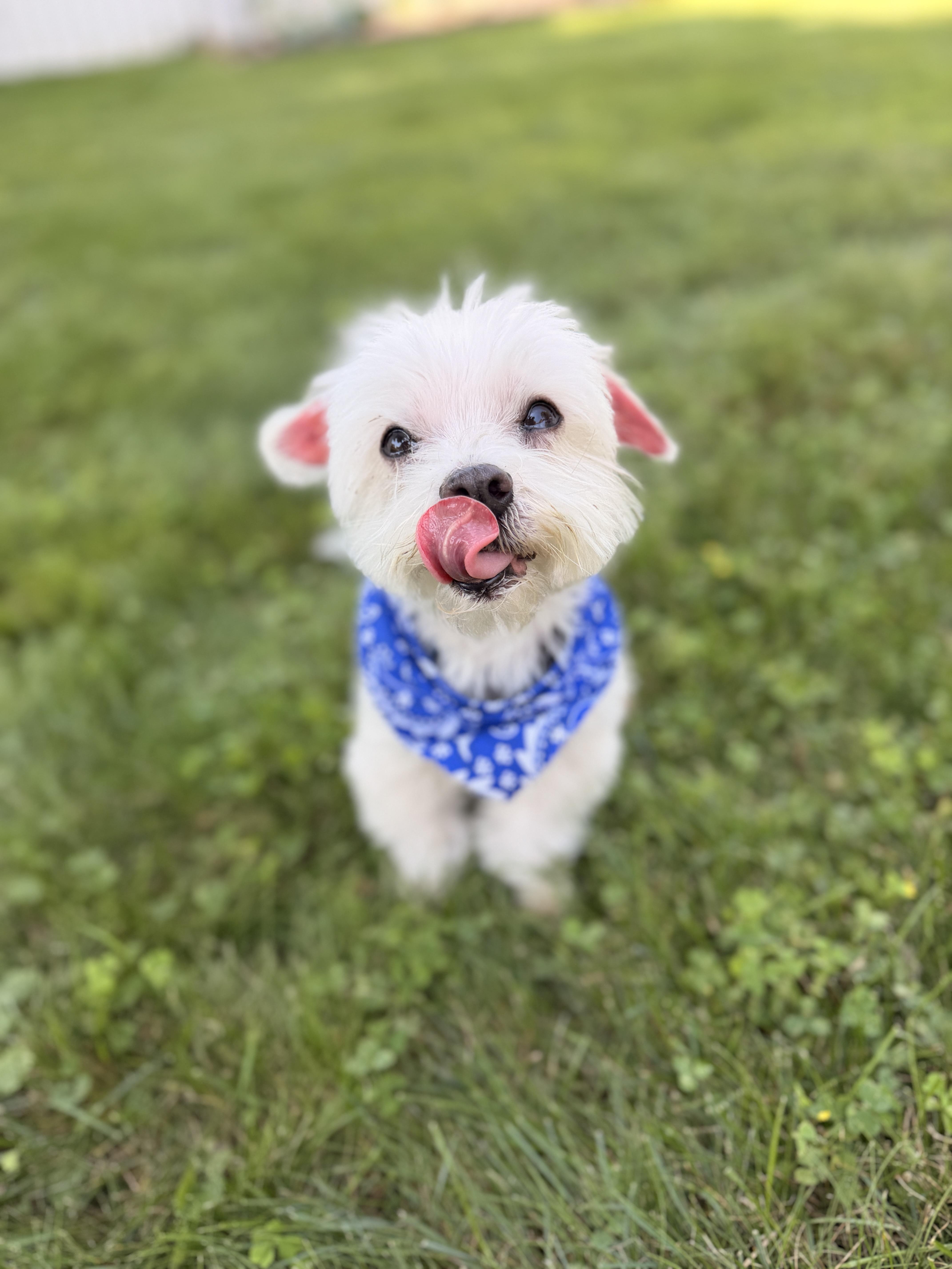 Vaughan, a ADOPTABLE Maltese in Thornwood, NY image 2/5
