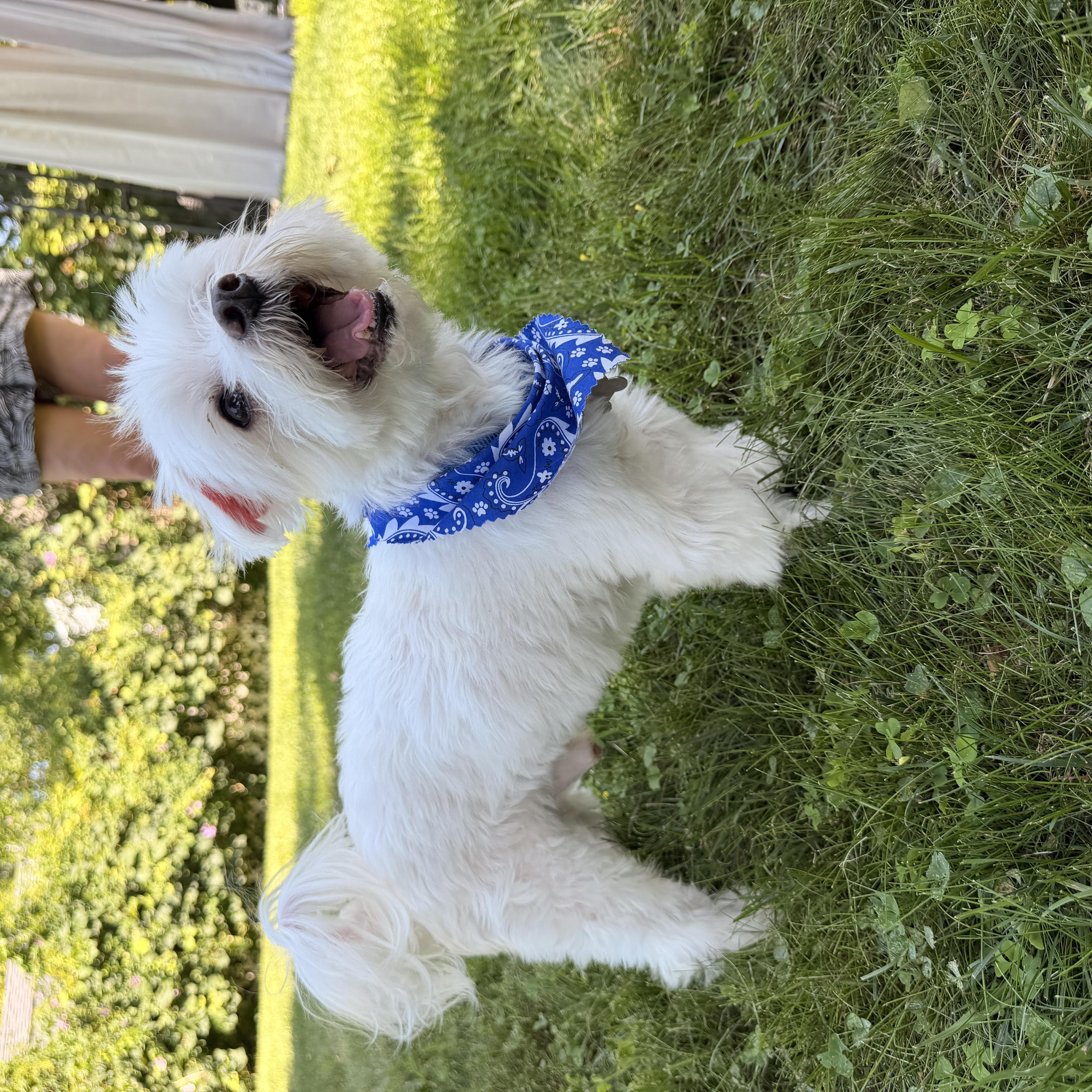 Vaughan, a ADOPTABLE Maltese in Thornwood, NY image 3/5