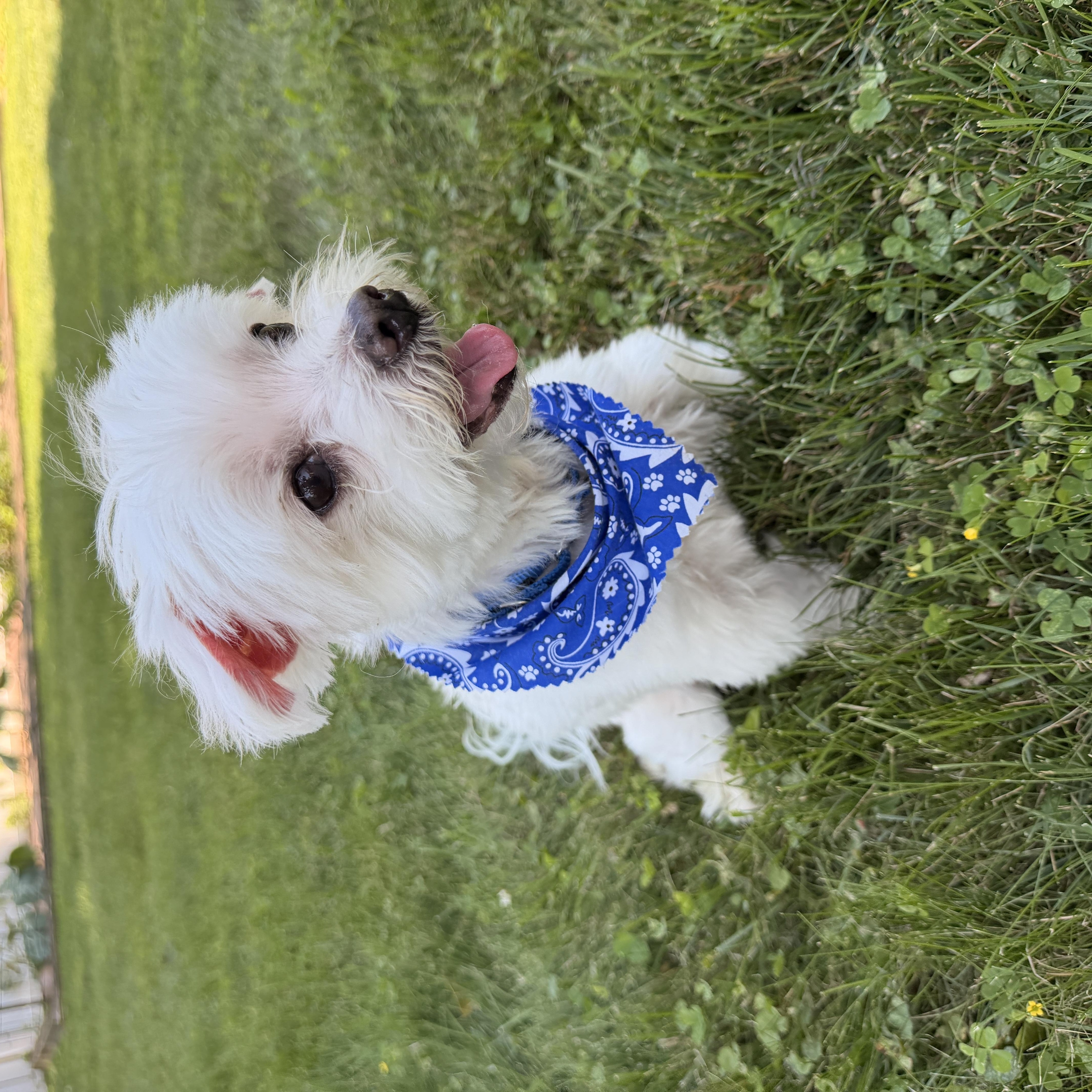Vaughan, a ADOPTABLE Maltese in Thornwood, NY image 4/5