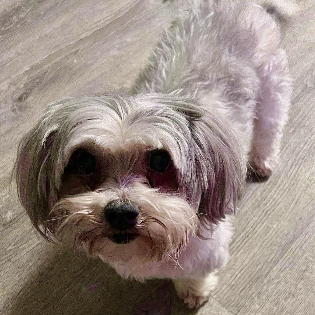 Buddy Boy Turner, Adoptable, Senior Male Shih Tzu & Maltese.