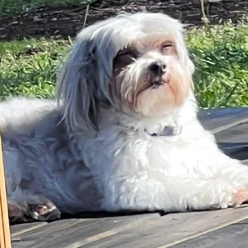 Buddy Boy Turner, a Adoptable mixed breed in Plano, TX image 3/4