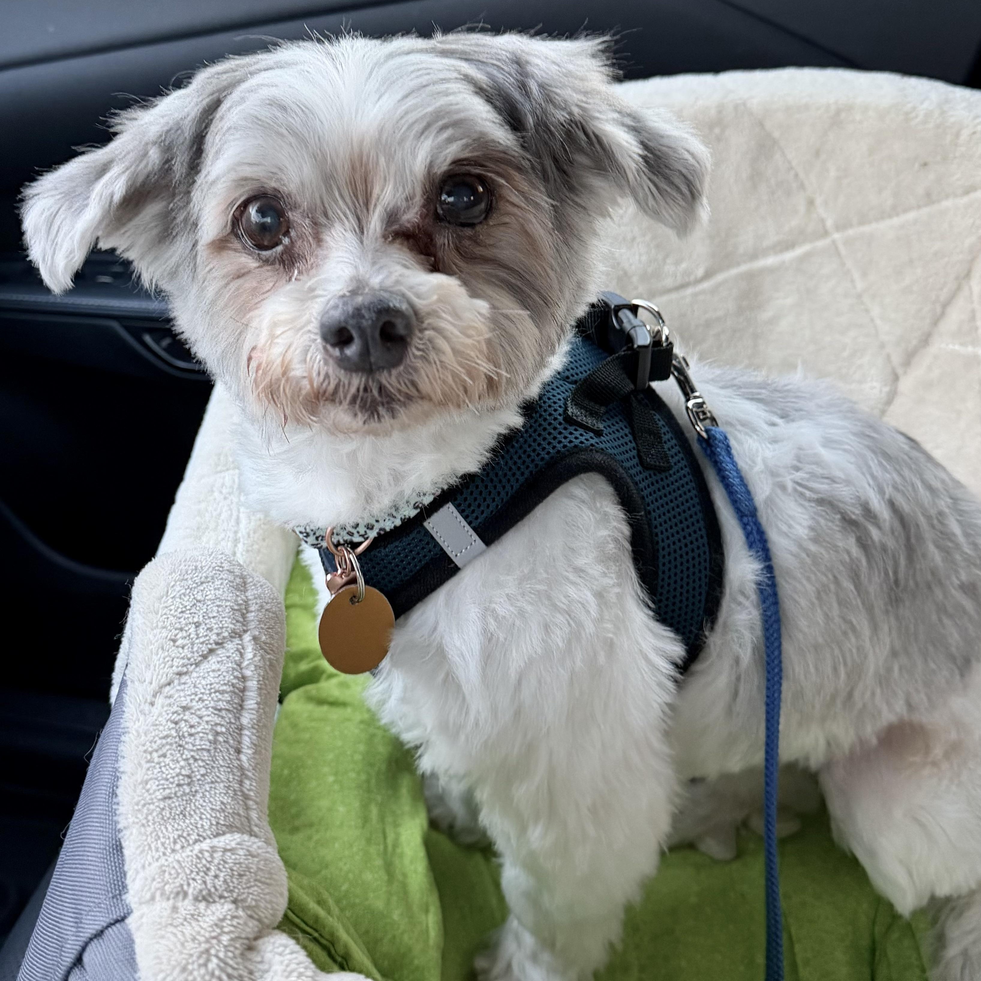 Buddy Boy Turner, a Adoptable mixed breed in Plano, TX image 2/4
