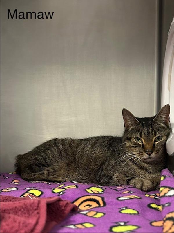 Mamaw, Adoptable, Senior Female Domestic Short Hair.