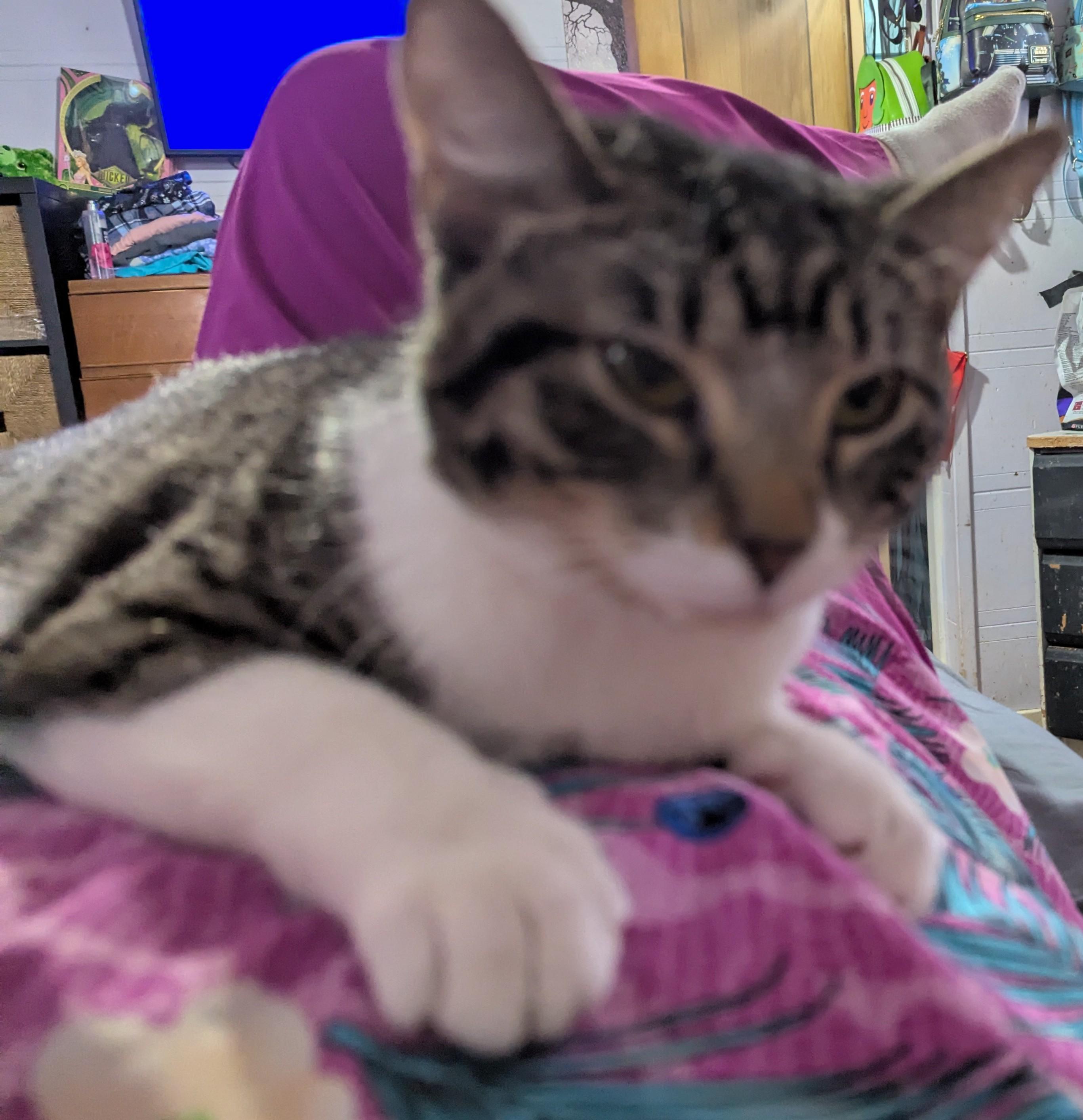 Enlarge Smores, an adopted Domestic Short Hair in Rock Falls, IL image 1/2