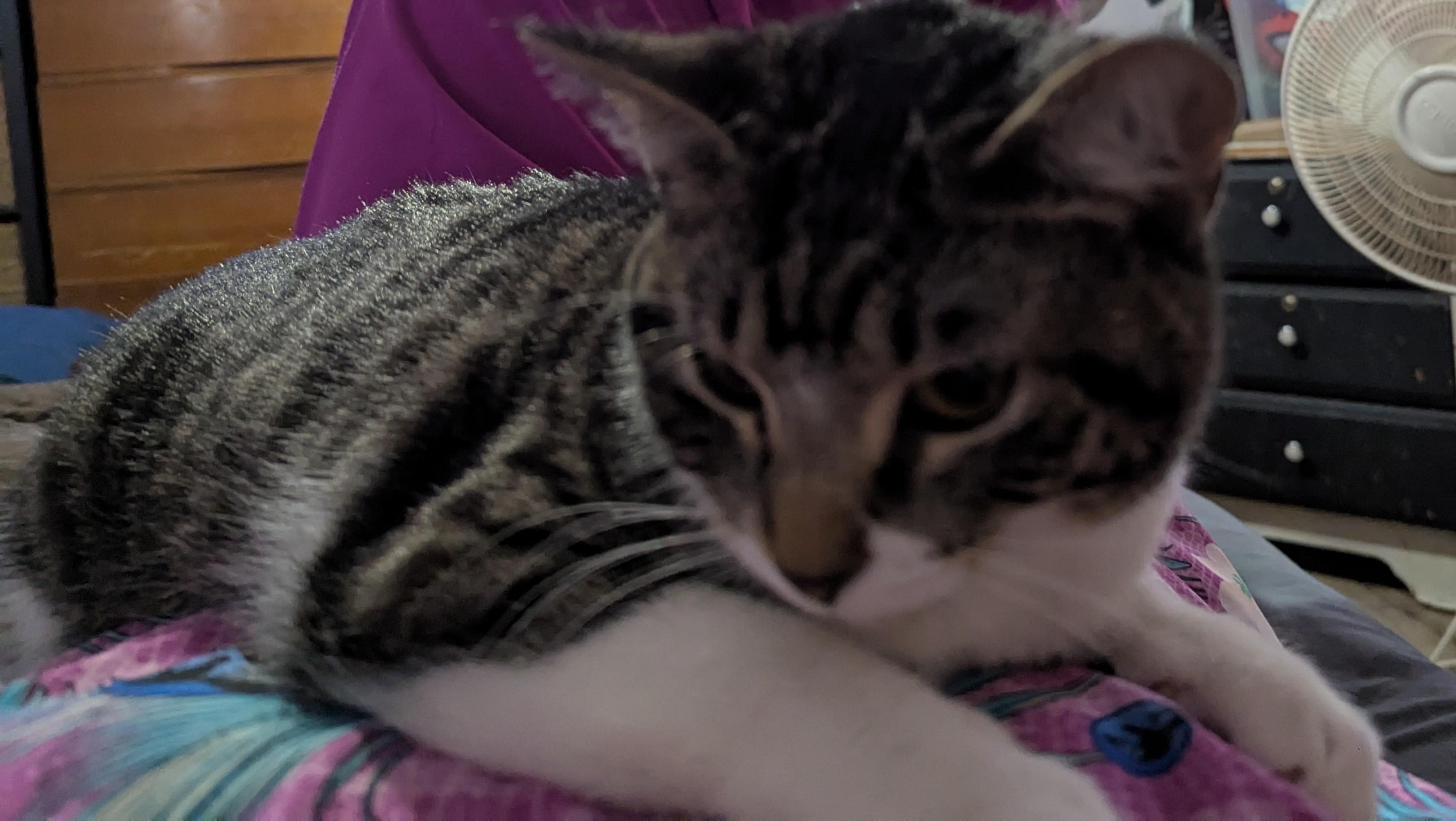 Enlarge Smores, an adopted Domestic Short Hair in Rock Falls, IL image 2/2