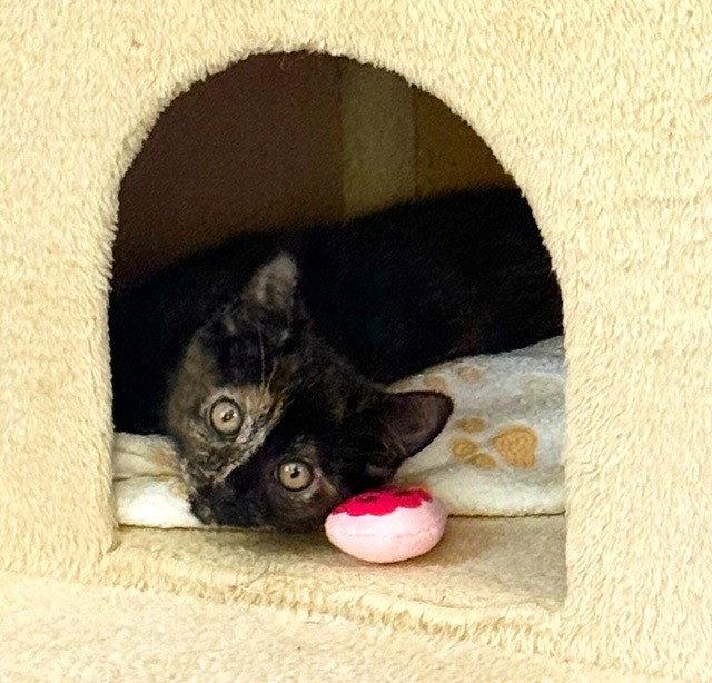Kitten Dory, Adopted, Kitten Female Domestic Short Hair & Tortoiseshell.