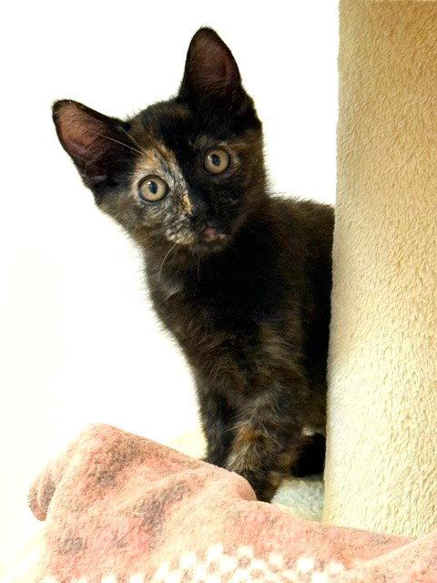 Enlarge Kitten Dory, a Adopted mixed breed in Seal Beach, CA image 2/3