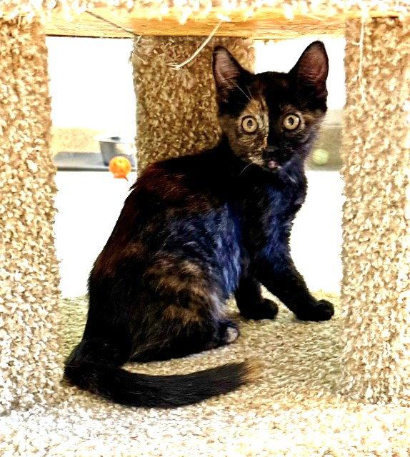 Enlarge Kitten Dory, a Adopted mixed breed in Seal Beach, CA image 3/3