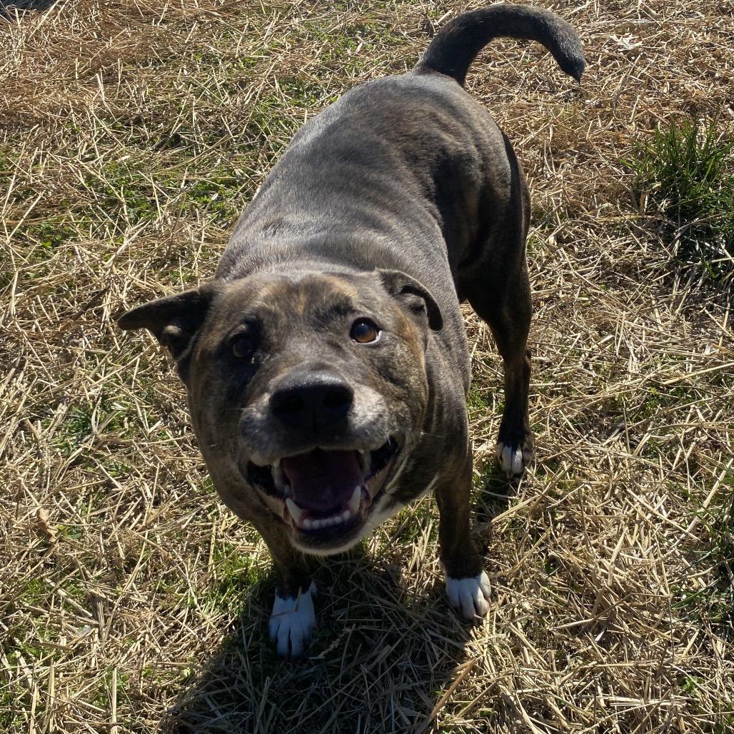Ivar, Adoptable, Adult Male Mountain Cur & Mixed Breed.