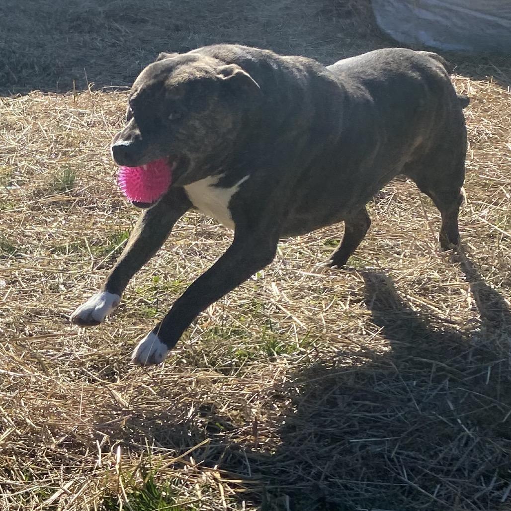 Ivar, a Adoptable mixed breed in Caryville, TN image 2/6