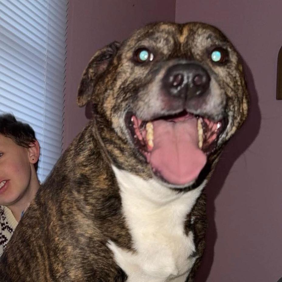 Enlarge Ivar, a Adoptable mixed breed in Caryville, TN image 3/5
