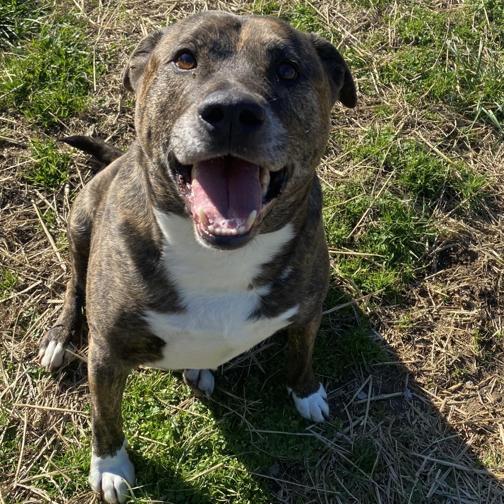Ivar, a Adoptable mixed breed in Caryville, TN image 6/6