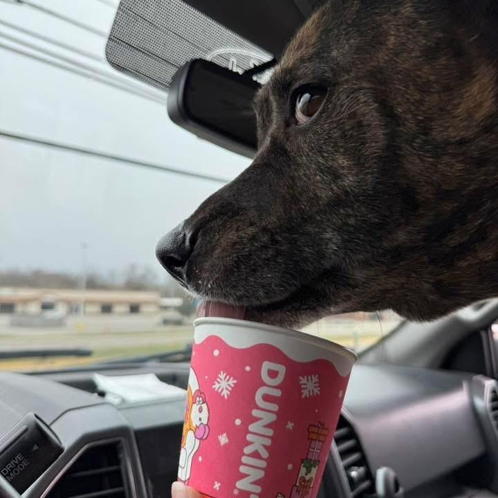 Enlarge Ivar, a Adoptable mixed breed in Caryville, TN image 5/5