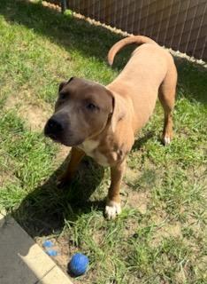 Sarg, an adopted mixed breed in Tiffin, OH image 5/6