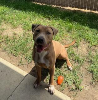 Sarg, adopted, Adult Male Labrador Retriever & Chocolate Labrador Retriever.