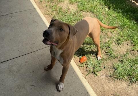 Sarg, an adopted mixed breed in Tiffin, OH image 2/6