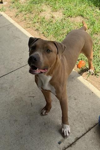 Sarg, an adopted mixed breed in Tiffin, OH image 3/6