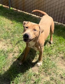 Sarg, an adopted mixed breed in Tiffin, OH image 4/6