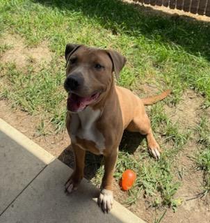 Sarg, an adopted mixed breed in Tiffin, OH image 6/6