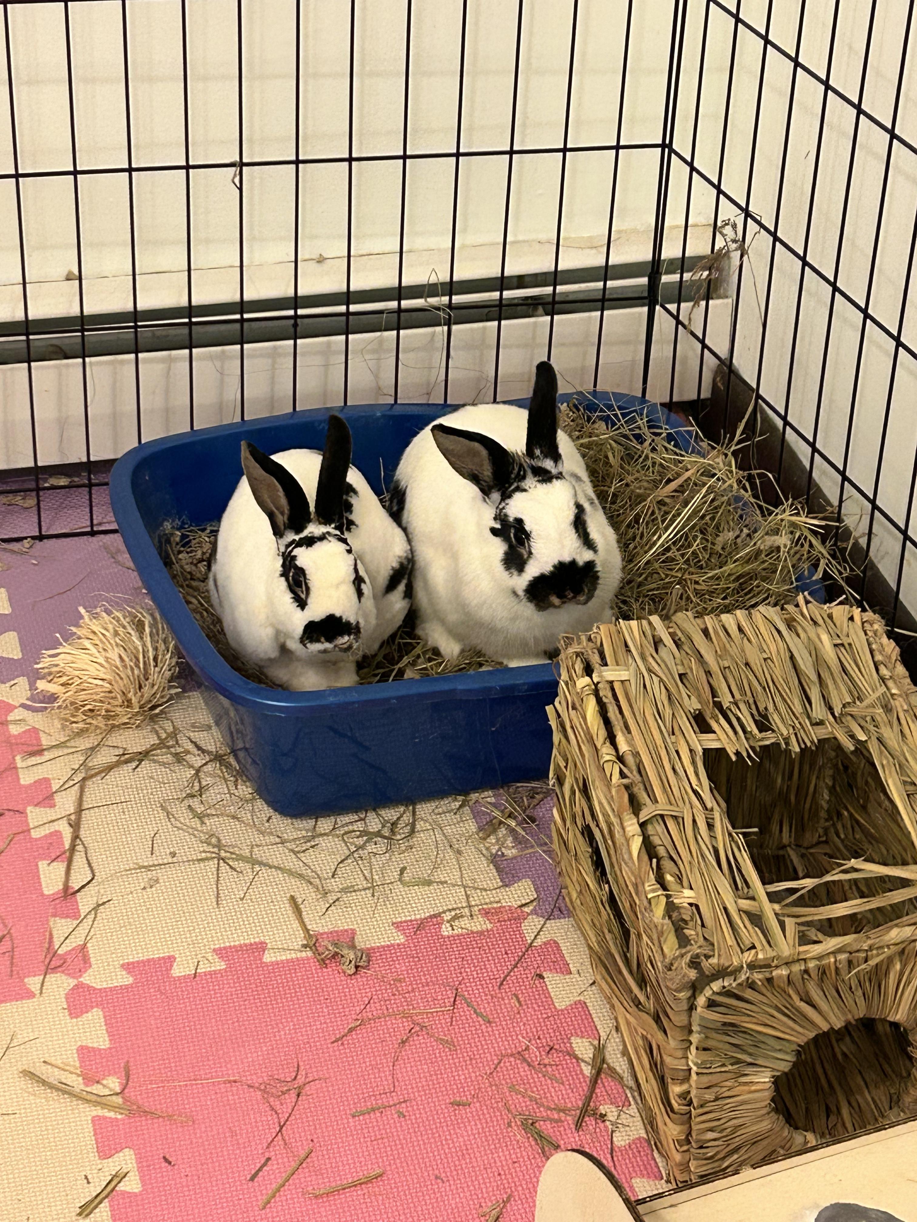 Enlarge Reese & Starburst, a Adopted American in North salem, NY image 2/5