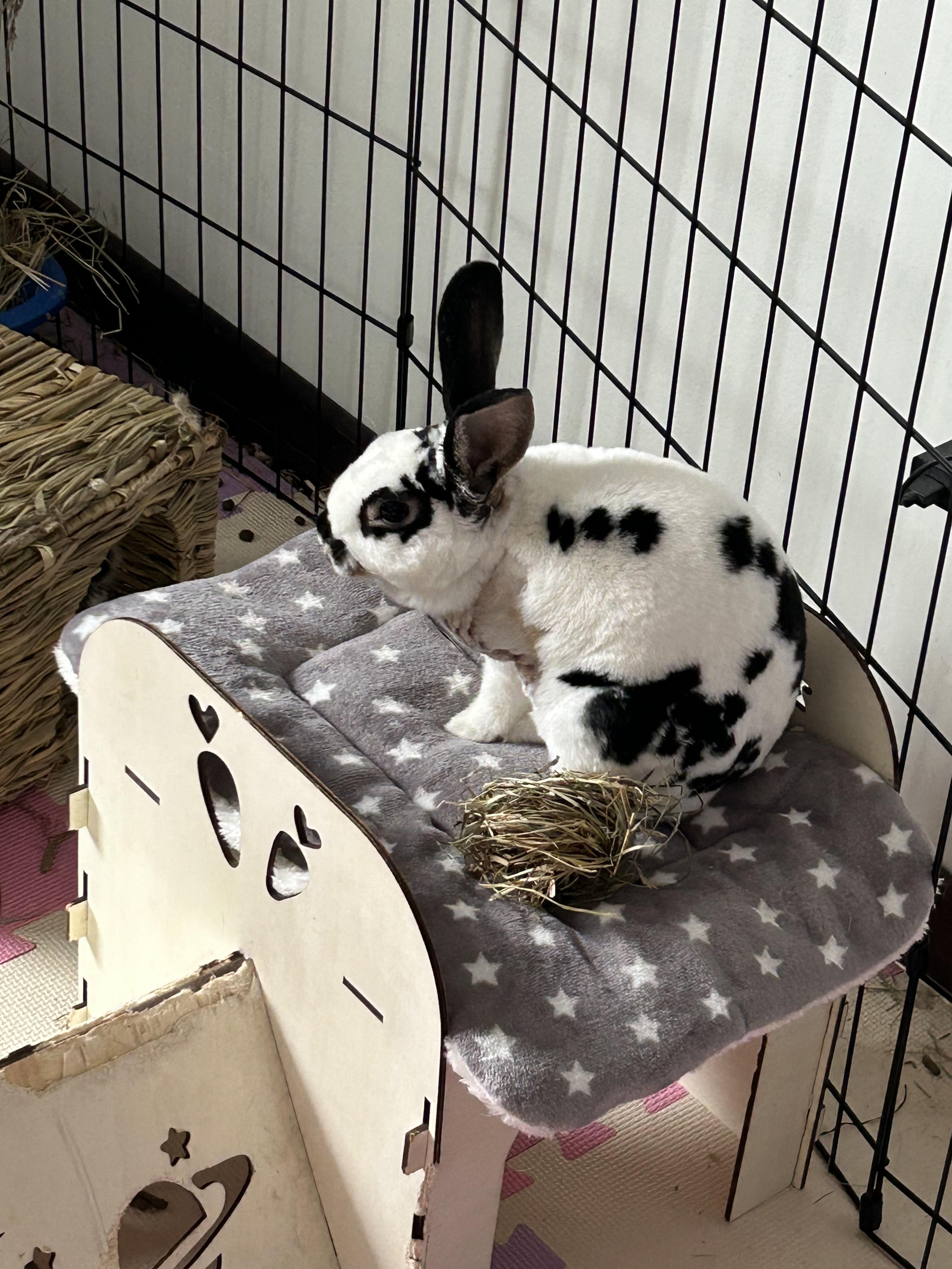 Enlarge Reese & Starburst, a Adopted American in North salem, NY image 3/5