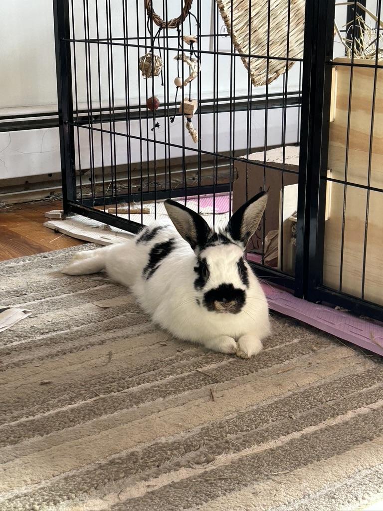 Enlarge Reese & Starburst, a Adopted American in North salem, NY image 5/5