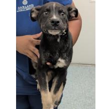 Batman, Adoptable, Puppy Male Siberian Husky & Mixed Breed.