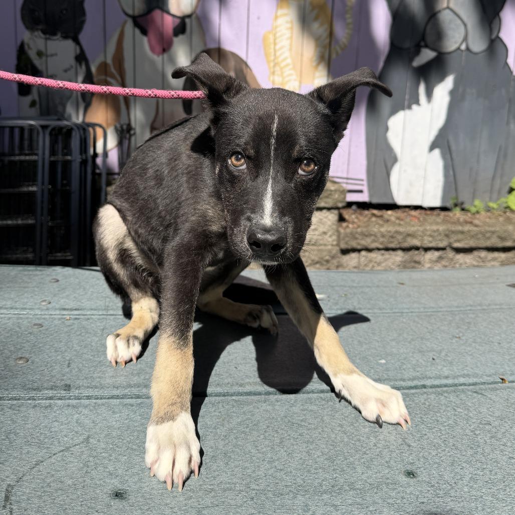 Enlarge Batman, a Adoptable mixed breed in Madison, WI image 2/2