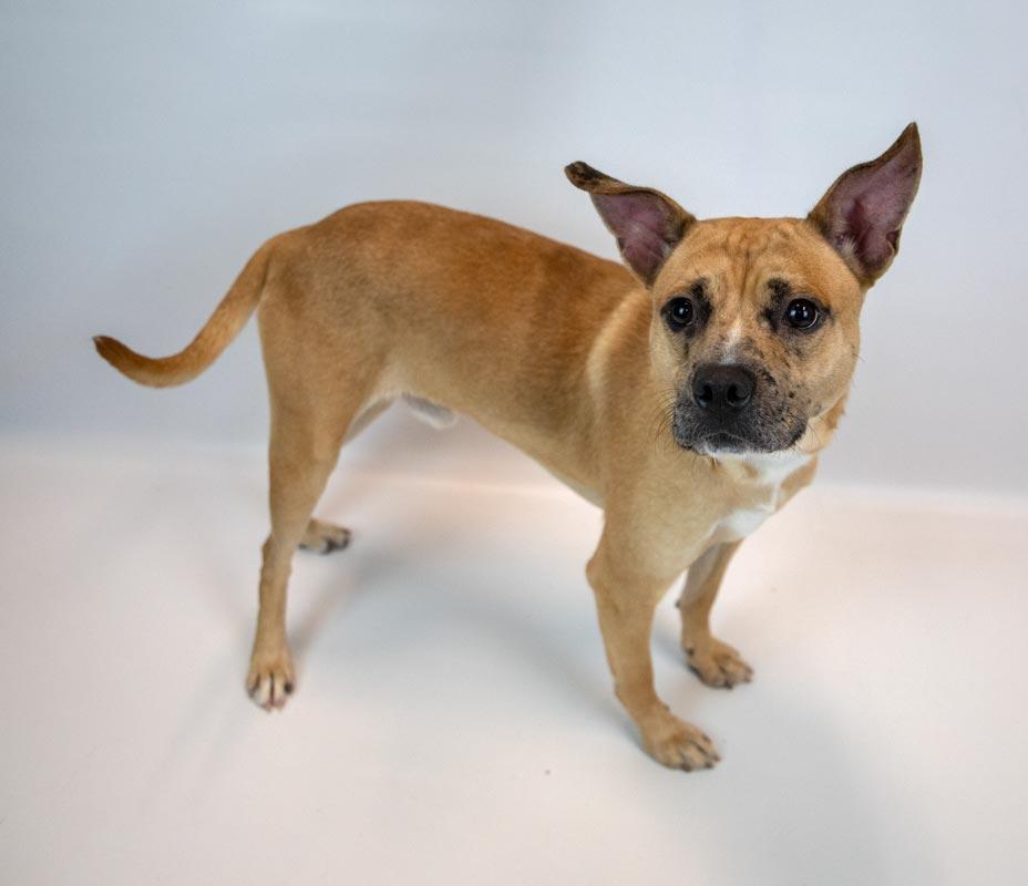 Enlarge Benjamin, a Adoptable mixed breed in Kennesaw, GA image 3/6