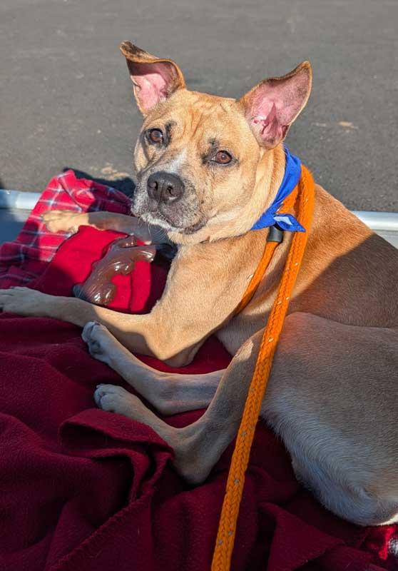 Enlarge Benjamin, a Adoptable mixed breed in Kennesaw, GA image 1/6