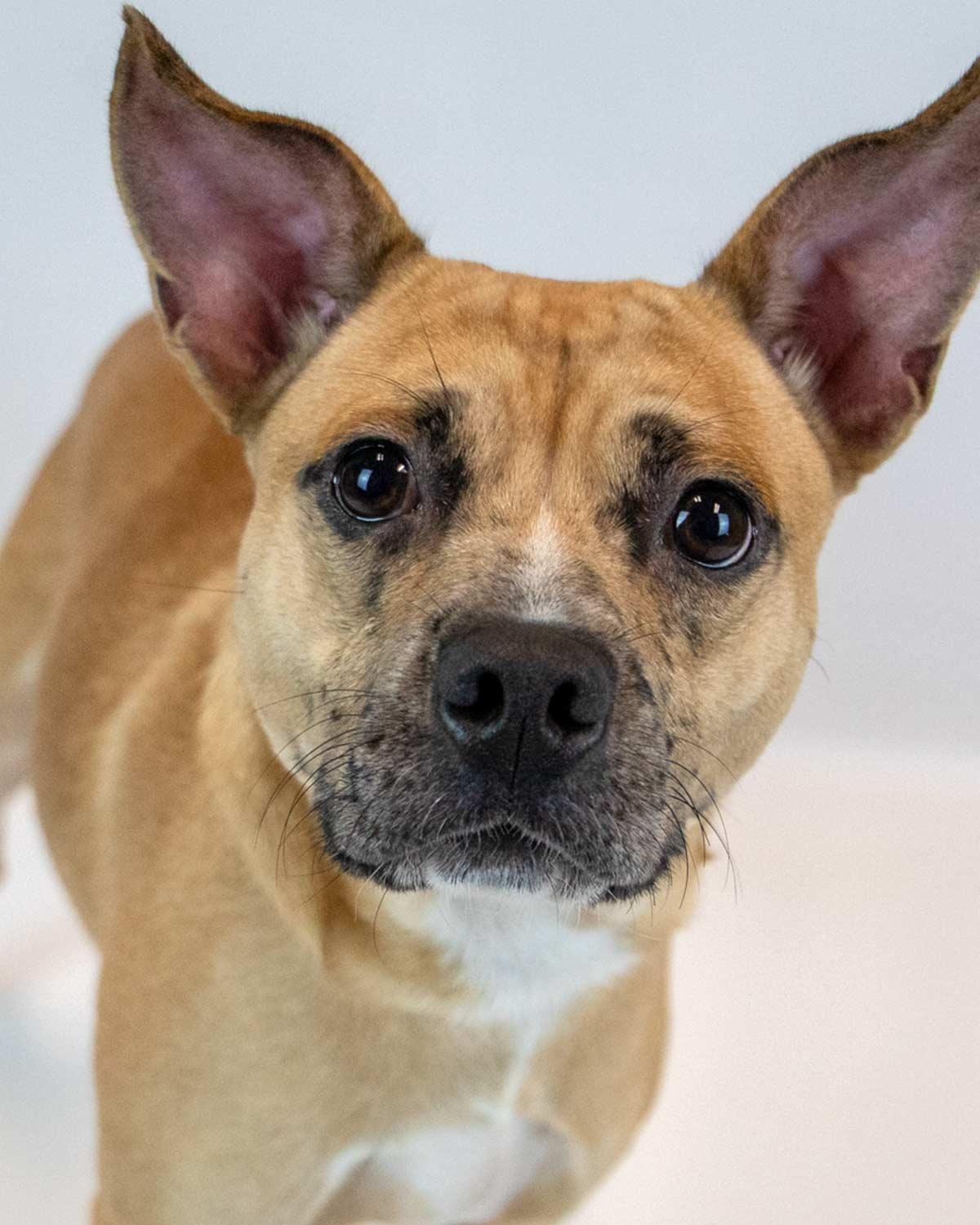 Benjamin, Adoptable, Young Male Terrier.