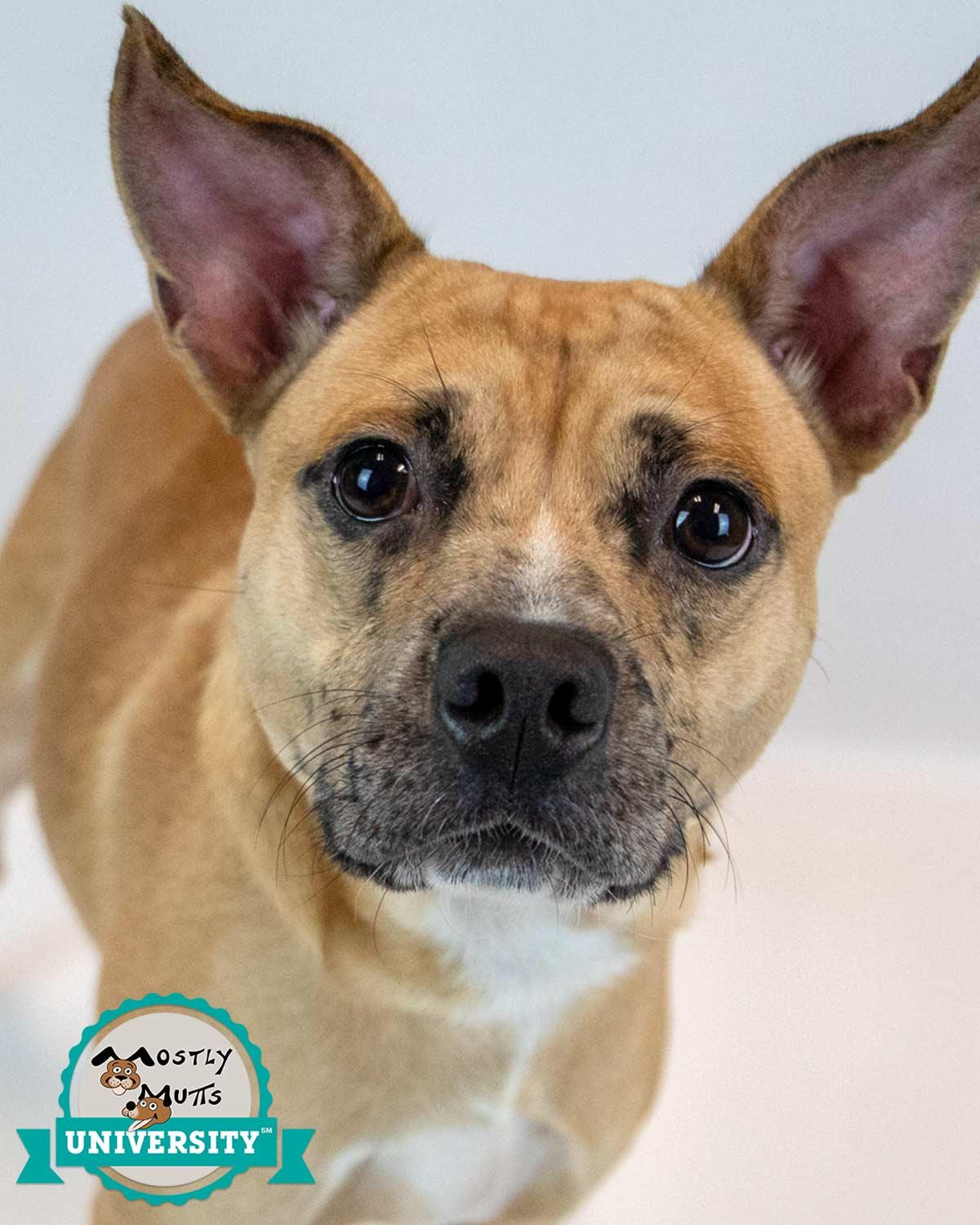 Benjamin, Adoptable, Young Male Terrier.