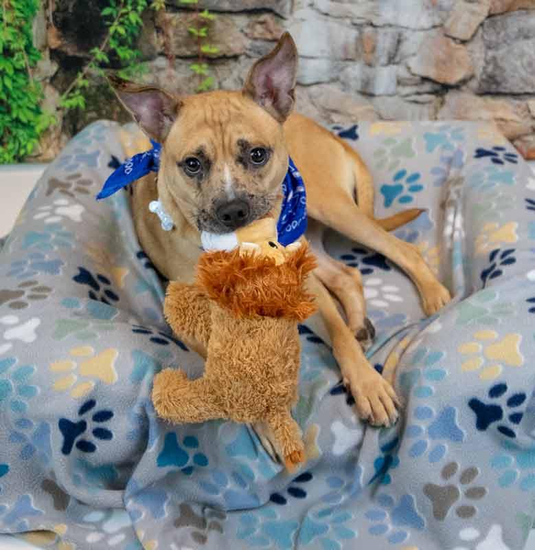 Enlarge Benjamin, a Adoptable mixed breed in Kennesaw, GA image 5/6