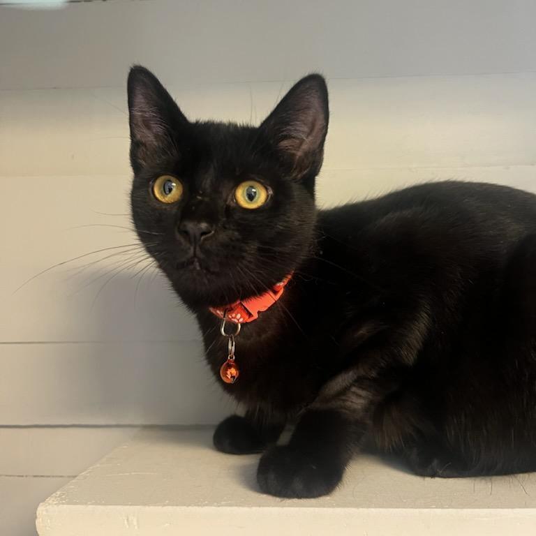 Enlarge OJ, an adoptable Domestic Short Hair in Greensburg, PA image 2/4