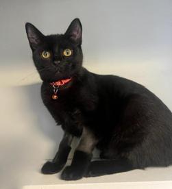 Enlarge OJ, an adoptable Domestic Short Hair in Greensburg, PA image 3/4