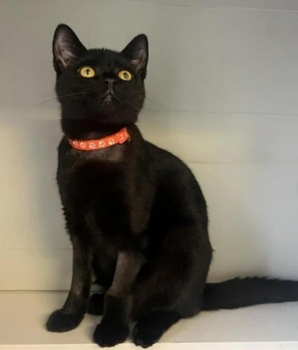 Enlarge OJ, an adoptable Domestic Short Hair in Greensburg, PA image 4/4