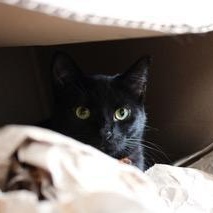 Enlarge OJ, an adoptable Domestic Short Hair in Greensburg, PA image 1/4