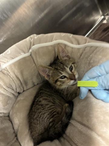 Enlarge TOFU, a Adoptable Domestic Short Hair in San Martin, CA image 1/1