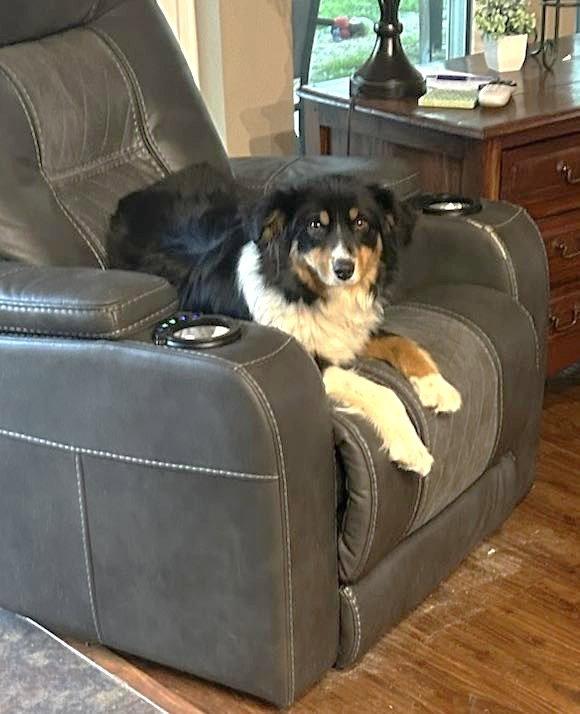 Enlarge Milo, a Adoptable Australian Shepherd in Winter Park, CO image 1/1