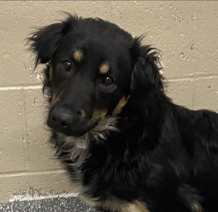 Delta, ADOPTABLE, Adult Female Retriever.