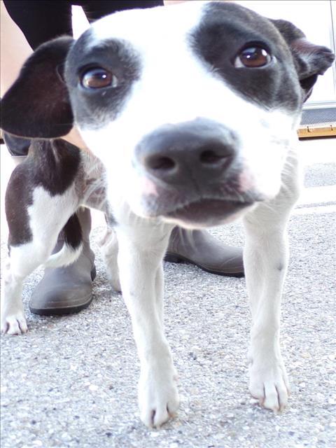 DUMMY, Adoptable, Adult Female Parson Russell Terrier & Mixed Breed.