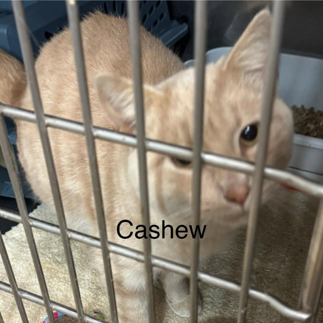 Enlarge 1125-171 Cashew, a Adoptable Domestic Short Hair in Abingdon, MD image 1/3
