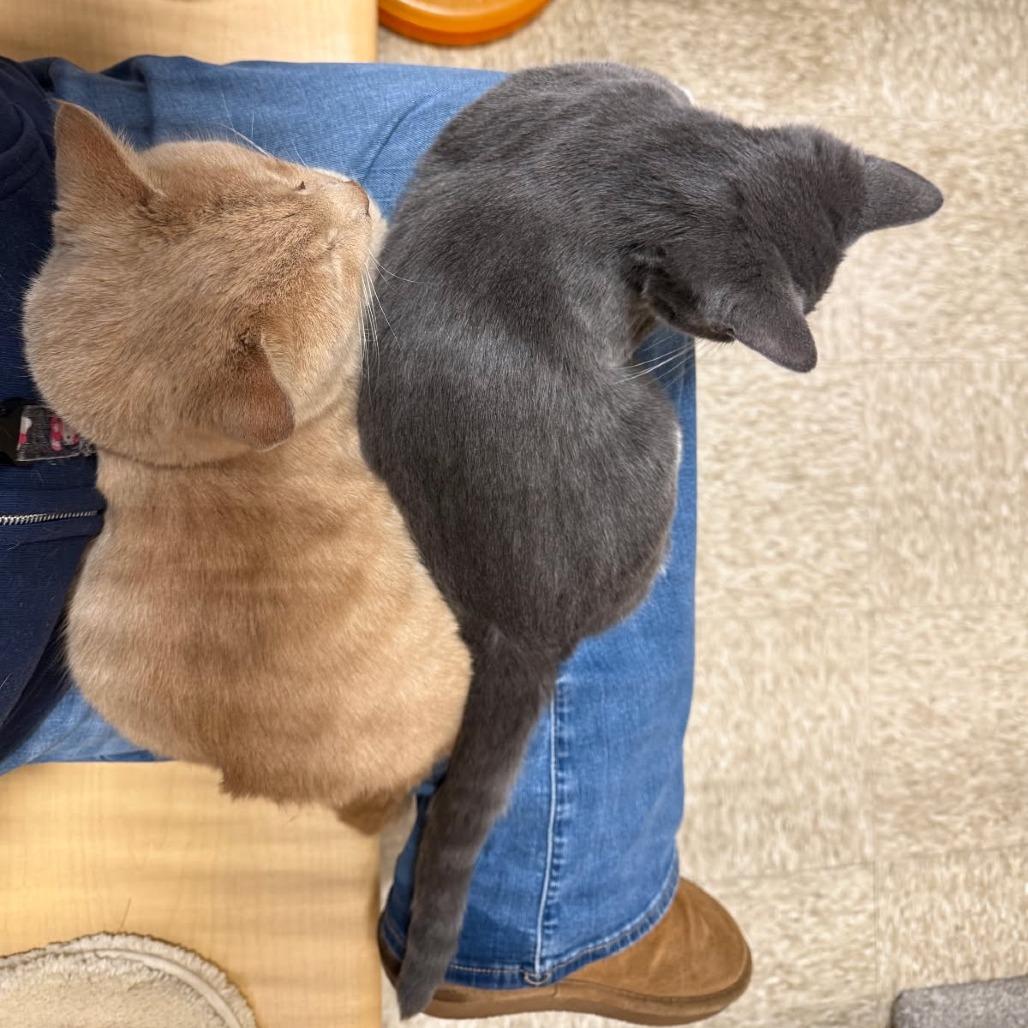 Enlarge 1125-171 Cashew, a Adoptable Domestic Short Hair in Abingdon, MD image 2/3