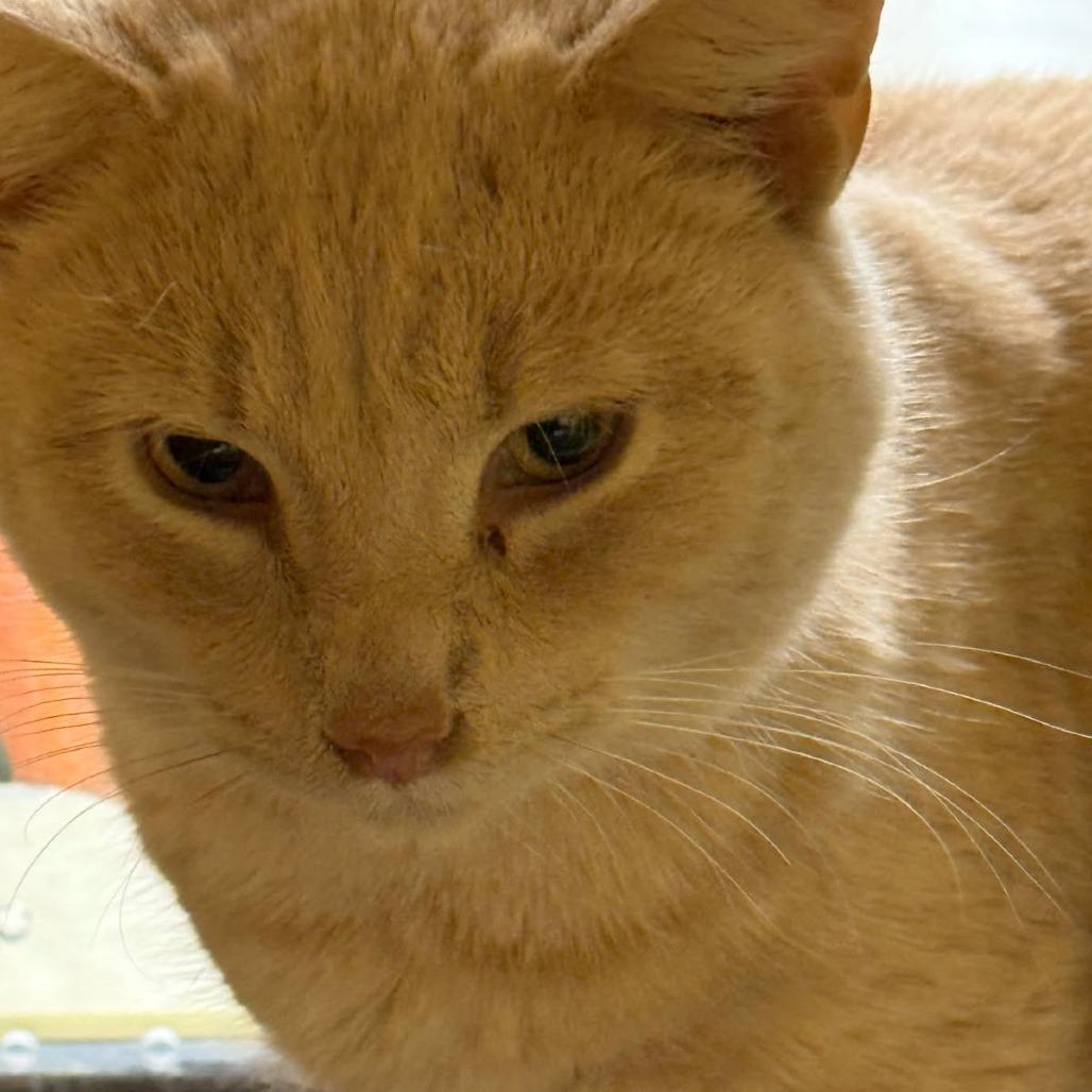 Enlarge 1125-171 Cashew, a Adoptable Domestic Short Hair in Abingdon, MD image 3/3