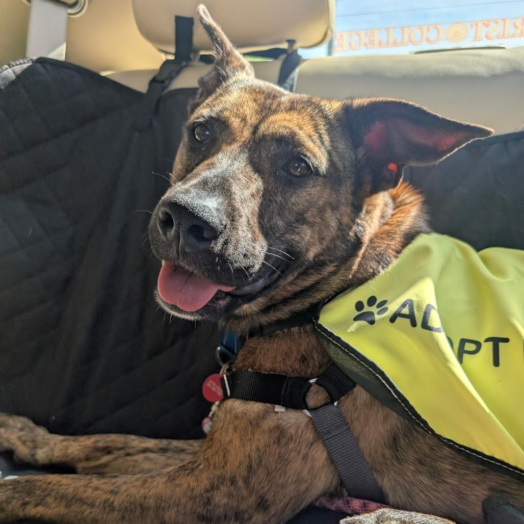 Fran Drescher, a Adoptable mixed breed in Los Angeles, CA image 1/6