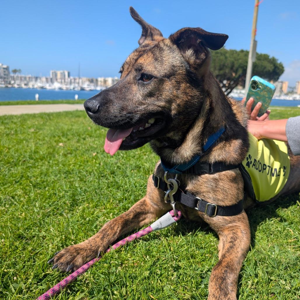 Fran Drescher, a Adoptable mixed breed in Los Angeles, CA image 2/6