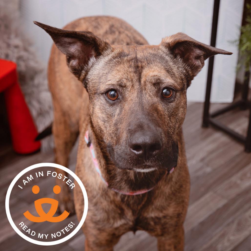 Fran Drescher, a Adoptable mixed breed in Los Angeles, CA image 3/6